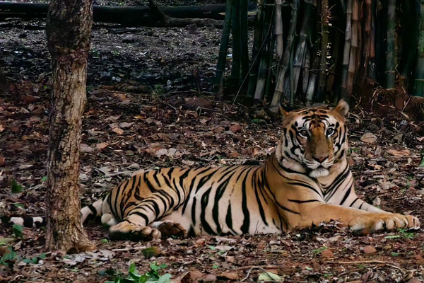 20 Pristine National Parks That Define Natural Splendor in India