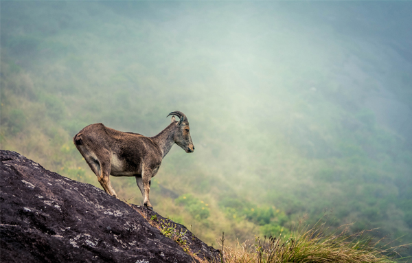 20 Pristine National Parks That Define Natural Splendor in India