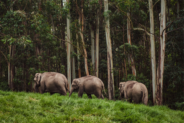 20 Pristine National Parks That Define Natural Splendor in India