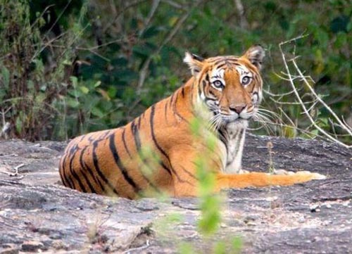 20 Pristine National Parks That Define Natural Splendor in India