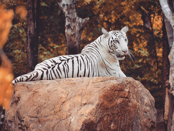 20 Pristine National Parks That Define Natural Splendor in India