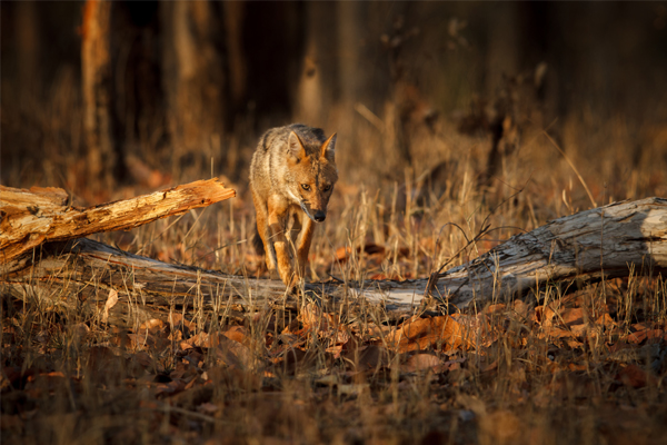 20 Pristine National Parks That Define Natural Splendor in India