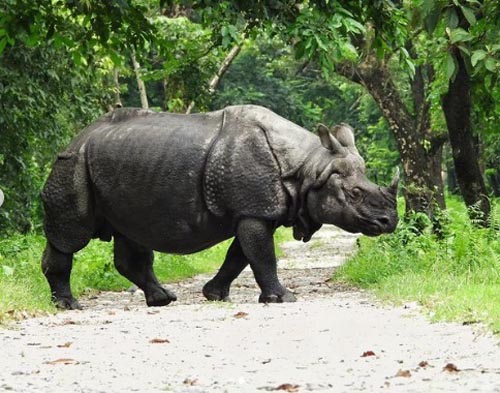 20 Pristine National Parks That Define Natural Splendor in India