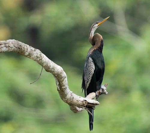 20 Pristine National Parks That Define Natural Splendor in India