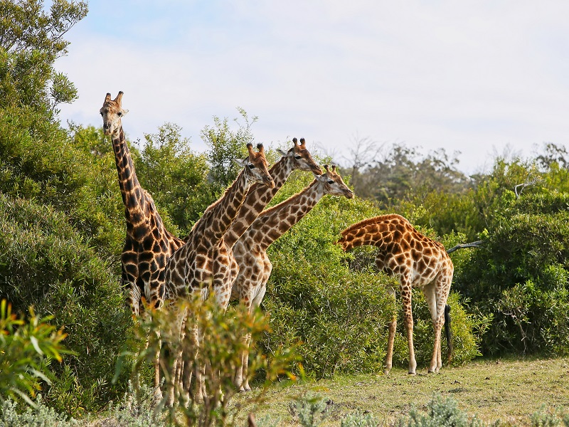 6 Best Wildlife Safaris to Explore In Australia