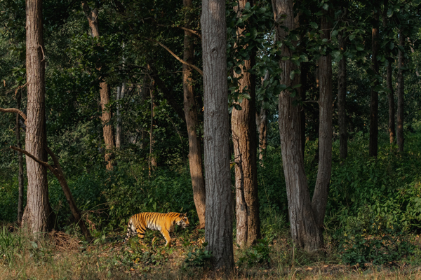 Top 12 Best Tiger Reserves in India to Visit | I Fashion Styles