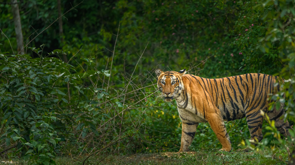 Top 12 Best Tiger Reserves in India to Visit | I Fashion Styles