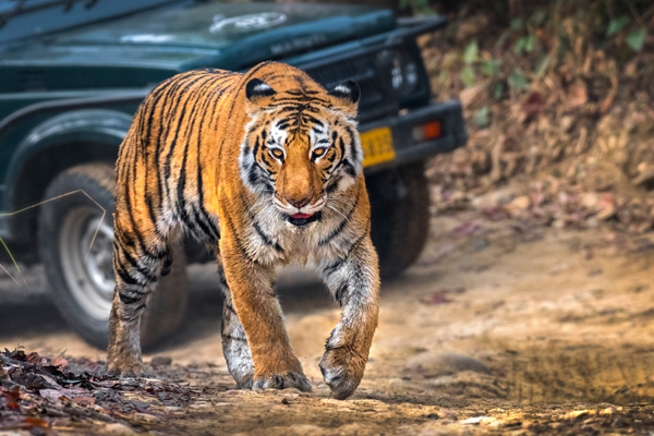 Top 12 Best Tiger Reserves in India to Visit | I Fashion Styles