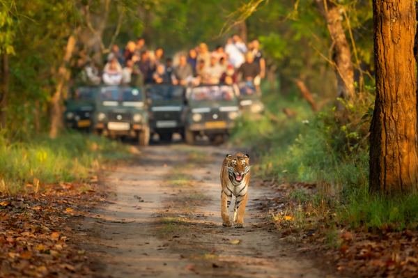 Top 12 Best Tiger Reserves in India to Visit | I Fashion Styles