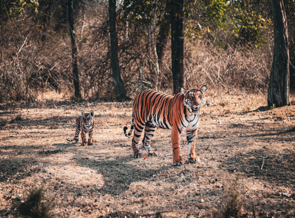 Top 12 Best Tiger Reserves in India to Visit | I Fashion Styles