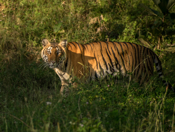 Top 12 Best Tiger Reserves in India to Visit | I Fashion Styles