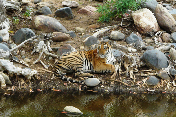 Top 12 Best Tiger Reserves in India to Visit | I Fashion Styles