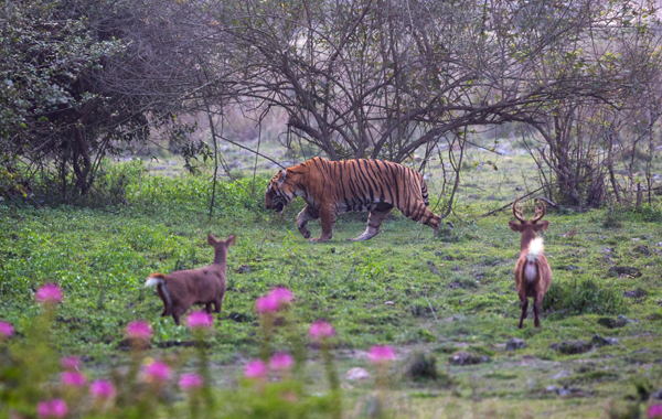 Top 12 Best Tiger Reserves in India to Visit | I Fashion Styles