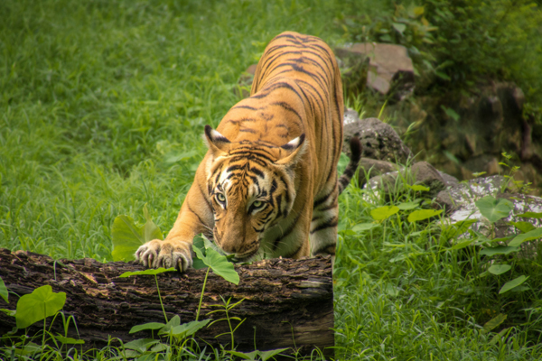 Top 12 Best Tiger Reserves in India to Visit | I Fashion Styles