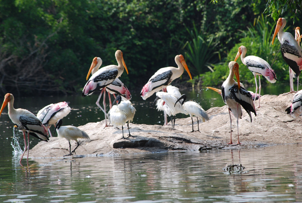 Top 15 Famous Bird Sanctuaries In India Are A Must Visit