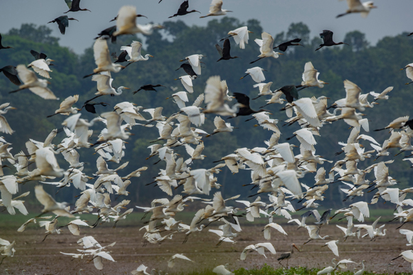 Top 15 Famous Bird Sanctuaries In India Are A Must Visit