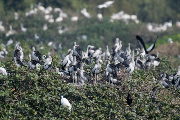 Top 15 Famous Bird Sanctuaries In India Are A Must Visit