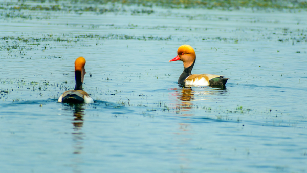 Top 15 Famous Bird Sanctuaries In India Are A Must Visit