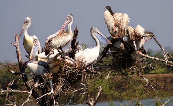 Top 15 Famous Bird Sanctuaries In India Are A Must Visit
