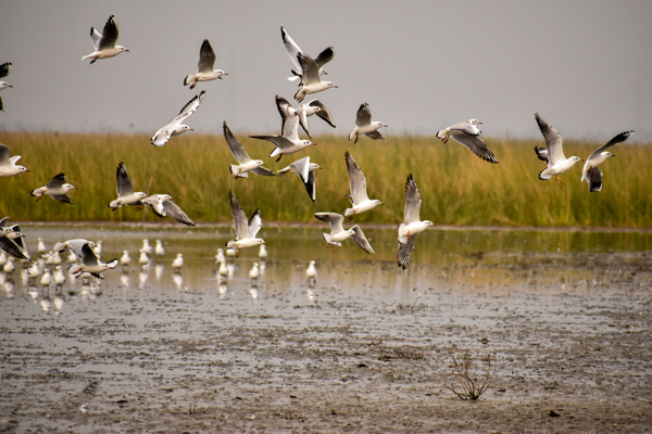 Top 15 Famous Bird Sanctuaries In India Are A Must Visit