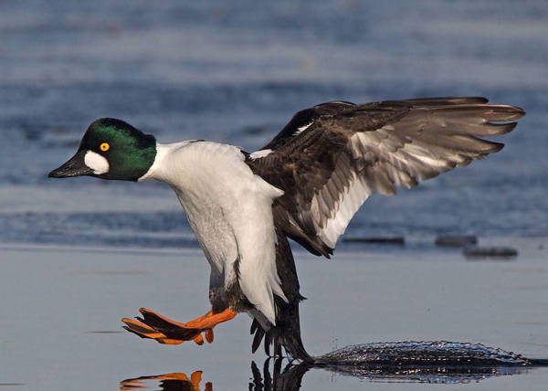 Top 15 Famous Bird Sanctuaries In India Are A Must Visit