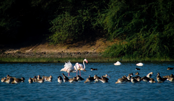 Top 15 Famous Bird Sanctuaries In India Are A Must Visit