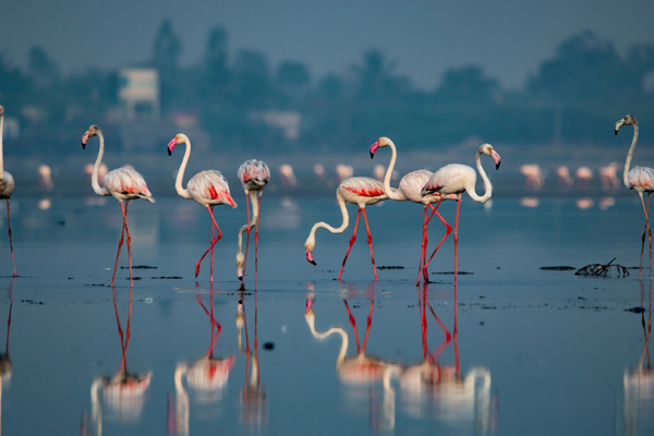 Top 15 Famous Bird Sanctuaries In India Are A Must Visit
