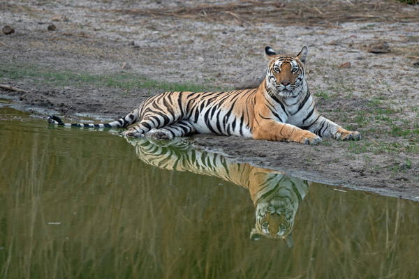 19 Famous Wildlife Sanctuaries in India to visit in 2025