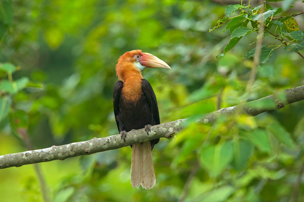 19 Famous Wildlife Sanctuaries in India to visit in 2025