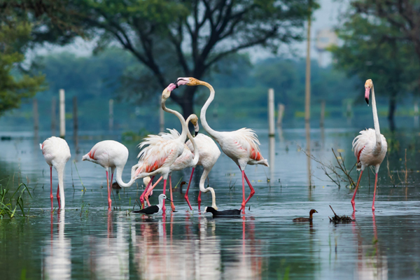 19 Famous Wildlife Sanctuaries in India to visit in 2025