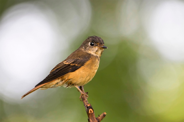 19 Famous Wildlife Sanctuaries in India to visit in 2025