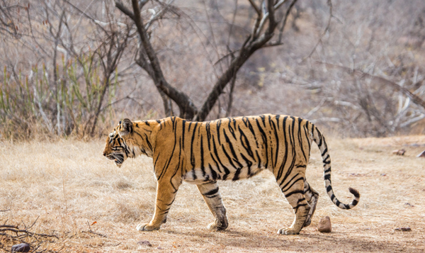 19 Famous Wildlife Sanctuaries in India to visit in 2025