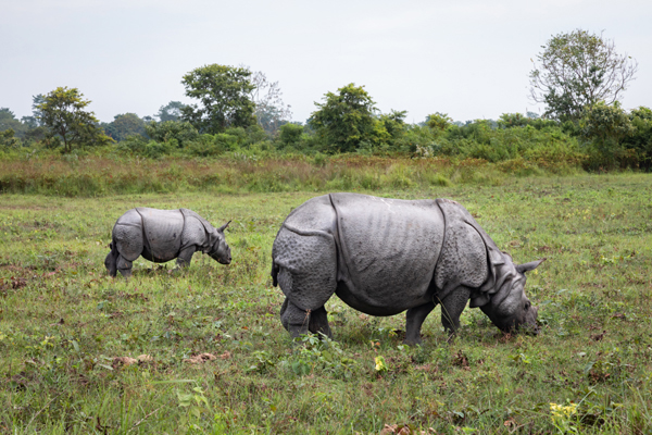 19 Famous Wildlife Sanctuaries in India to visit in 2025