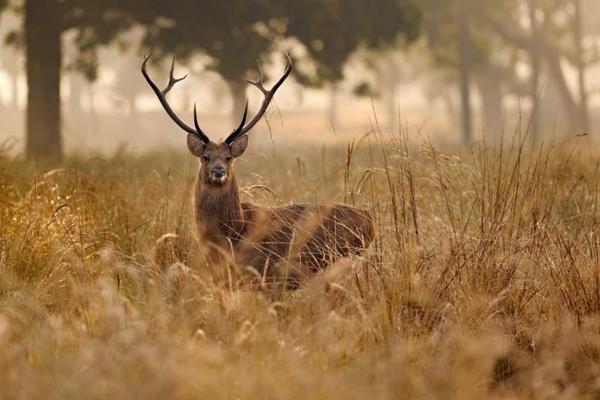 19 Famous Wildlife Sanctuaries in India to visit in 2025