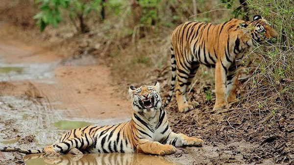 19 Famous Wildlife Sanctuaries in India to visit in 2025