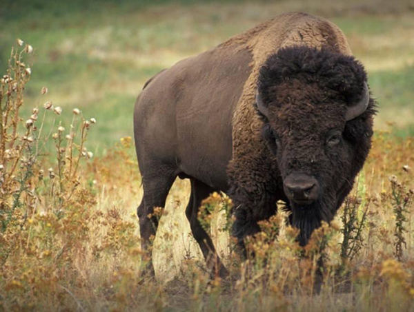 19 Famous Wildlife Sanctuaries in India to visit in 2025