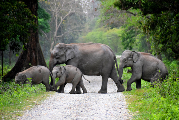 19 Famous Wildlife Sanctuaries in India to visit in 2025