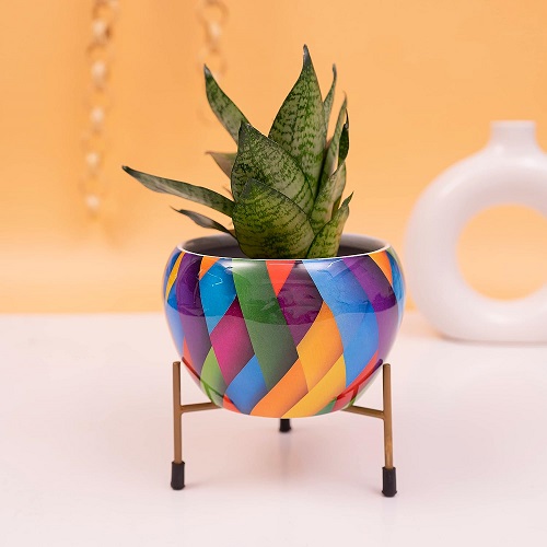 20 Creative Flower Pot Designs For Home In India 2024